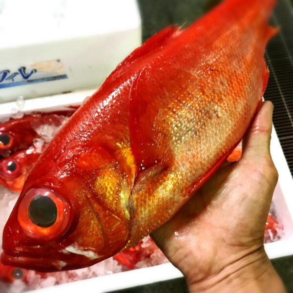 yellowtail snapper (Lutjanus kinmedai, species of Indo-West Pacific spadefish)